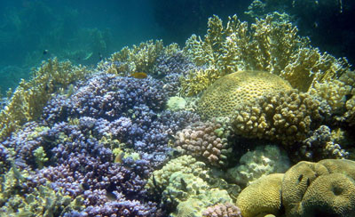 Berenice, la barriera corallina