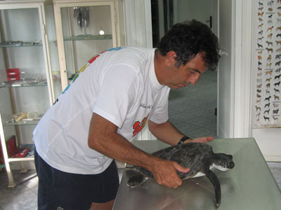 Alberto, il veterinario, esamina la tartaruga verde