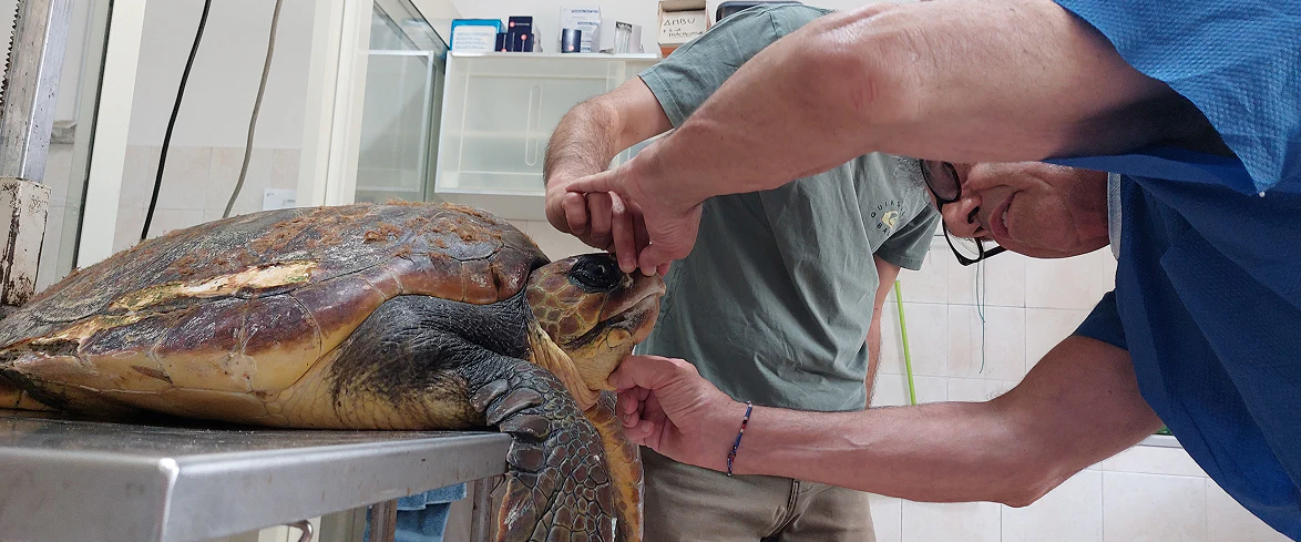 1_A Veterinari esaminano il becco di una tartaruga marina in una clinica specializzata, durante una visita di controllo per il recupero.