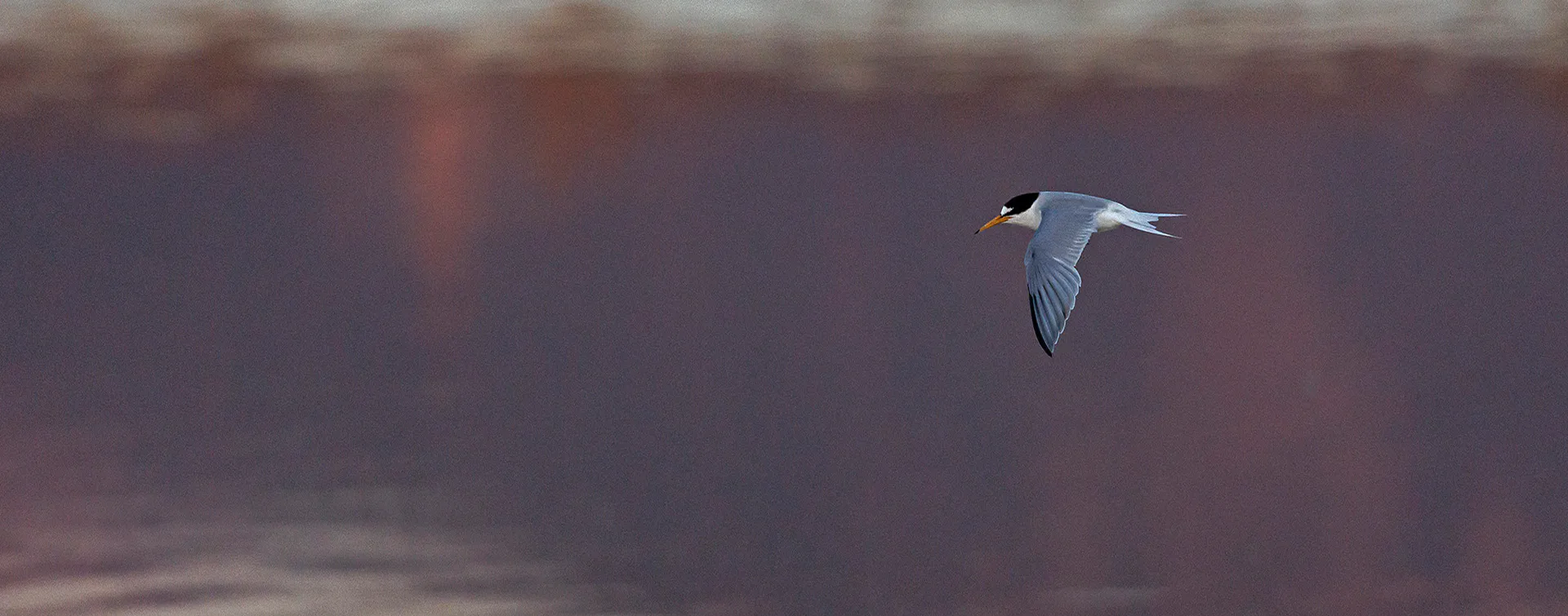 Sterna comune in volo radente sull’acqua della Laguna di Nora, con ali spiegate e becco arancione, sullo sfondo riflessi caldi del tramonto.