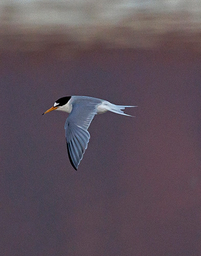Sterna in volo sopra la laguna di Nora, specie migratoria osservabile nel parco lagunare Nora durante le visite guidate dedicate all’ecosistema lagunare.