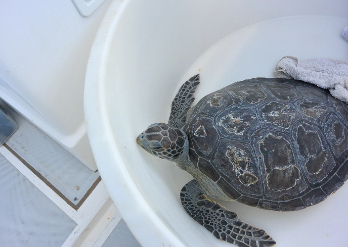 1_B Tartaruga marina in fase di recupero all'interno di una vasca bianca su una barca, con un asciugamano accanto per mantenerla idratata.