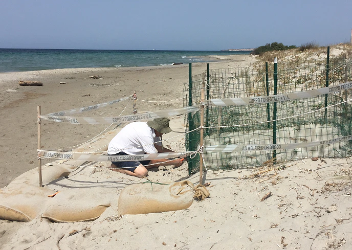 1_B Persona allestisce una recinzione protettiva sulla spiaggia per la salvaguardia di un nido di tartaruga marina, con nastro segnaletico del Corpo Forestale.