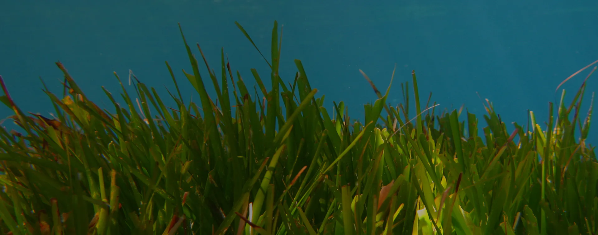 Prato sommerso di Posidonia oceanica in un fondale limpido della Laguna di Nora, habitat marino essenziale per la biodiversità e la protezione della costa.