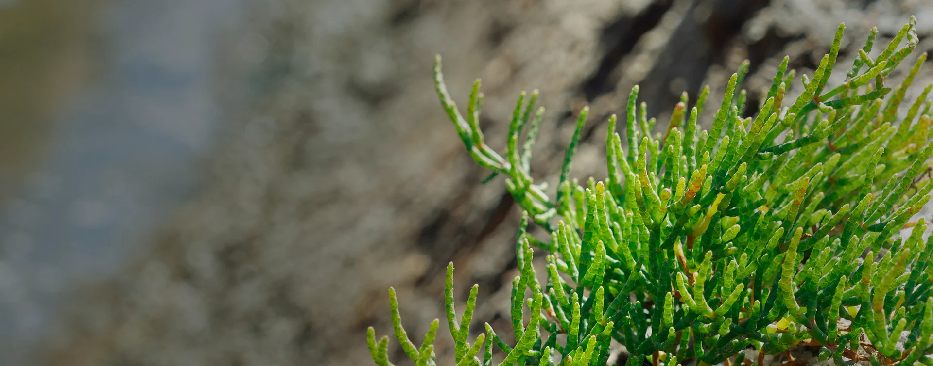 Primo piano di una pianta di salicornia verde brillante che cresce tra le rocce costiere della Laguna di Nora, tipica della vegetazione alofita.