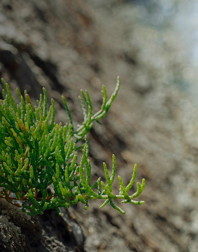 Pianta tipica dell’ecosistema lagunare che cresce lungo le sponde sabbiose della laguna di Nora, osservabile nel parco lagunare Nora durante visite guidate naturalistiche.