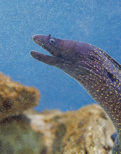 Murena tra le acque della laguna di Nora, specie tipica dell’ecosistema lagunare.