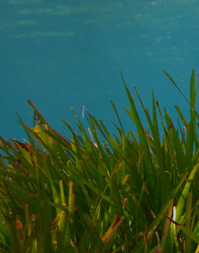 Dettaglio di praterie sommerse nella laguna di Nora, habitat fondamentale dell’ecosistema lagunare del parco lagunare Nora, visibile durante le visite guidate.