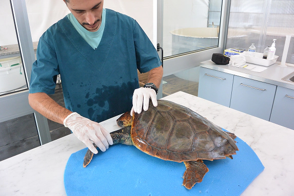 1_C Operatore veterinario visita una tartaruga marina caretta caretta posizionata su un tappetino blu in una clinica specializzata per animali marini.