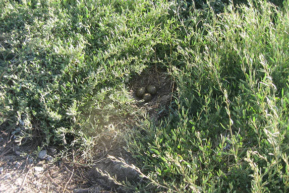 1_C Nido di uccello selvatico nascosto tra la vegetazione della laguna, con tre uova mimetizzate nel terreno sabbioso.