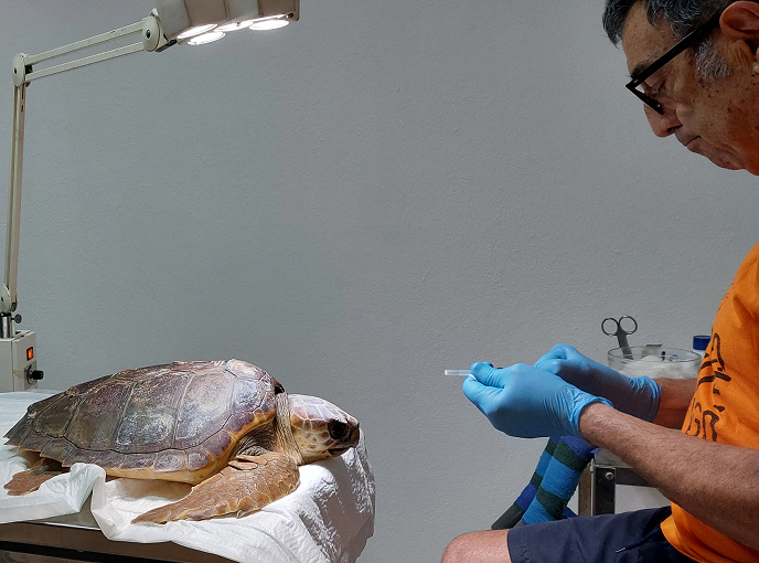 1_D Veterinario prepara una siringa per curare una tartaruga marina caretta caretta, adagiata su un lettino medico sotto una lampada, durante un intervento di recupero e riabilitazione.