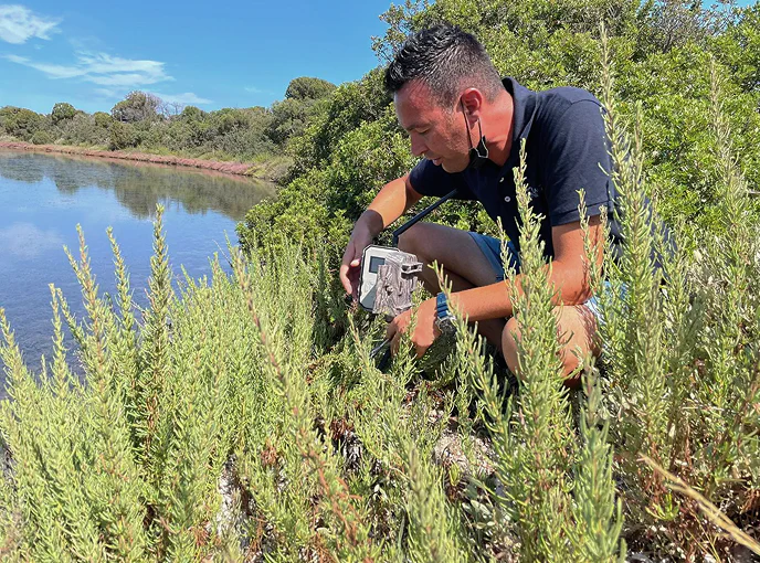 1_D Tecnico ambientale installa una fototrappola tra la vegetazione della laguna per il monitoraggio della fauna selvatica in un’area di riserva naturale.
