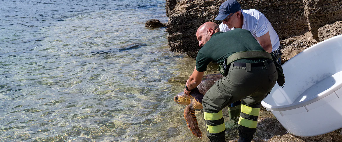 2_A Due operatori rilasciano una tartaruga marina caretta caretta in mare, in un tratto di costa rocciosa e cristallina, durante un intervento di recupero e tutela della fauna marina.