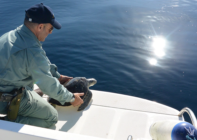 2_B Un operatore su una barca rilascia in mare una tartaruga marina caretta caretta durante un'azione di recupero e reinserimento della fauna selvatica nel Mar Mediterraneo.