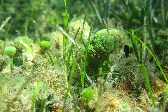2_C Primo piano del fondale marino ricco di vegetazione, con ciuffi di alghe verdi e piante acquatiche tra cui la Posidonia oceanica.