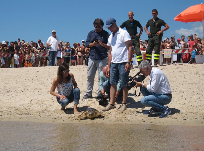 2_D Rilascio di una tartaruga marina caretta caretta sulla spiaggia davanti a una folla di curiosi e operatori ambientali, durante un evento pubblico di sensibilizzazione in Sardegna.