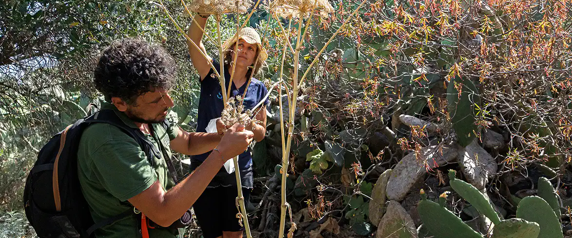 3_A Due volontari impegnati nella raccolta di semi di piante autoctone nella vegetazione.