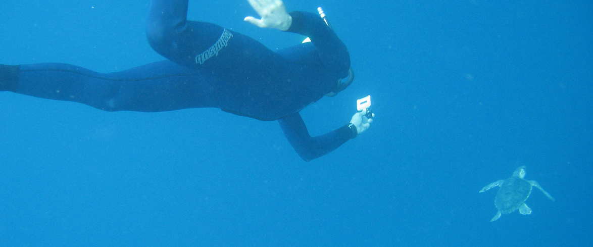 3_A Operatore subacqueo osserva una tartaruga caretta caretta che nuota lentamente in mare aperto.