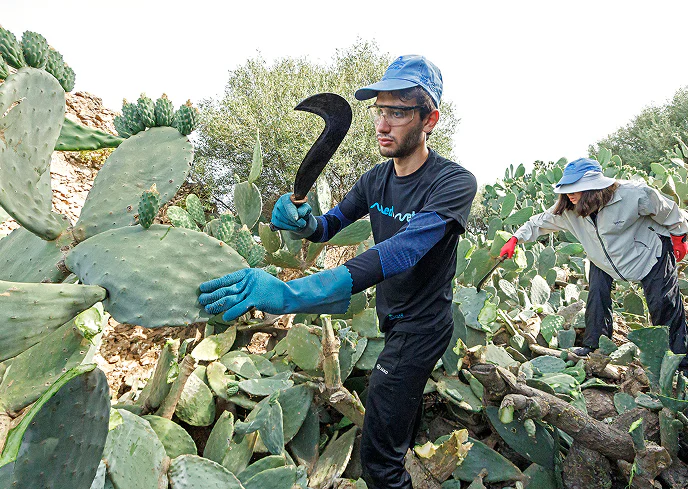 3_B Persone impegnate nella rimozione di piante invasive di fico d’India nella macchia mediterranea.