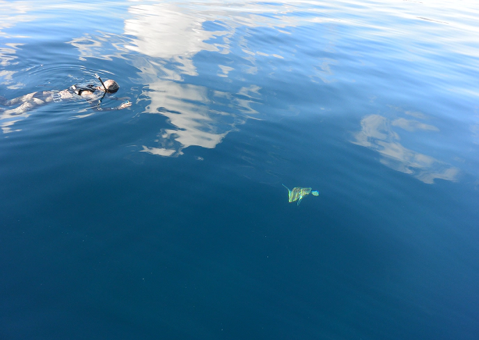 3_B Operatore subacqueo osserva una tartaruga caretta caretta che nuota lentamente in mare aperto