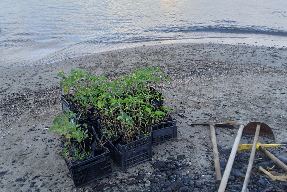 3_C Cassette con piantine pronte per la messa a dimora lungo la riva, accanto a strumenti da lavoro per il ripristino ambientale.