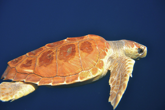 3_C Tartaruga marina caretta caretta in primo piano mentre nuota nelle acque cristalline della Sardegna, visibile il dettaglio del carapace e delle pinne anteriori.