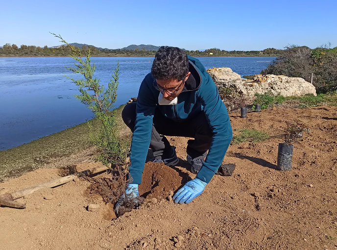 3_D Persona che pianta un albero autoctono, indossando guanti da giardinaggio in una giornata di sole