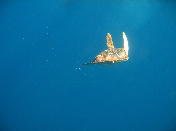 3_D Tartaruga marina caretta caretta nuota in mare aperto, ripresa di profilo in acque limpide durante il monitoraggio della fauna marina in Sardegna.