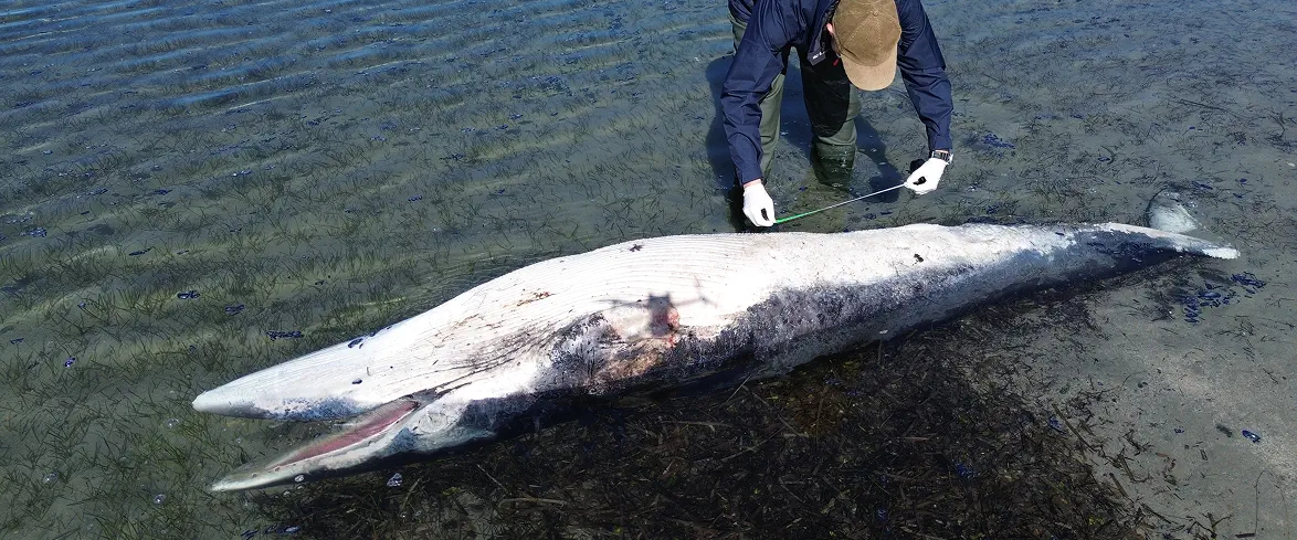 4_A Ricercatore misura una giovane balenottera spiaggiata in acque basse, osservando le condizioni del corpo per il monitoraggio della fauna marina in Sardegna.