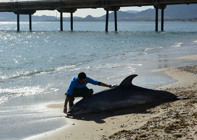 4_B Biologo marino esegue rilievi su un delfino spiaggiato lungo la costa sarda, con un pontile industriale visibile sullo sfondo e mare calmo.