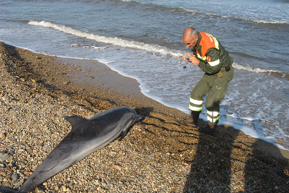 4_C Operatore forestale documenta il ritrovamento di un delfino spiaggiato su una spiaggia ghiaiosa, durante un'attività di monitoraggio della fauna marina in Sardegna.