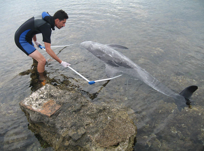 4_D Ricercatore marino in muta corta effettua misurazioni su un delfino spiaggiato in acque basse, utilizzando un calibro a barra per il monitoraggio scientifico della fauna marina.