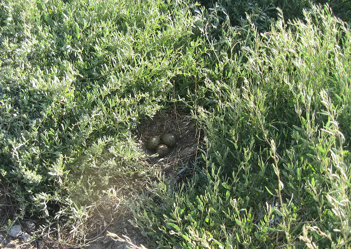 Nido di uccello nascosto tra la vegetazione di una zona umida, contenente quattro uova mimetiche di colore marrone-verde. Le piante erbacee circostanti creano un ambiente protettivo ideale per la nidificazione.