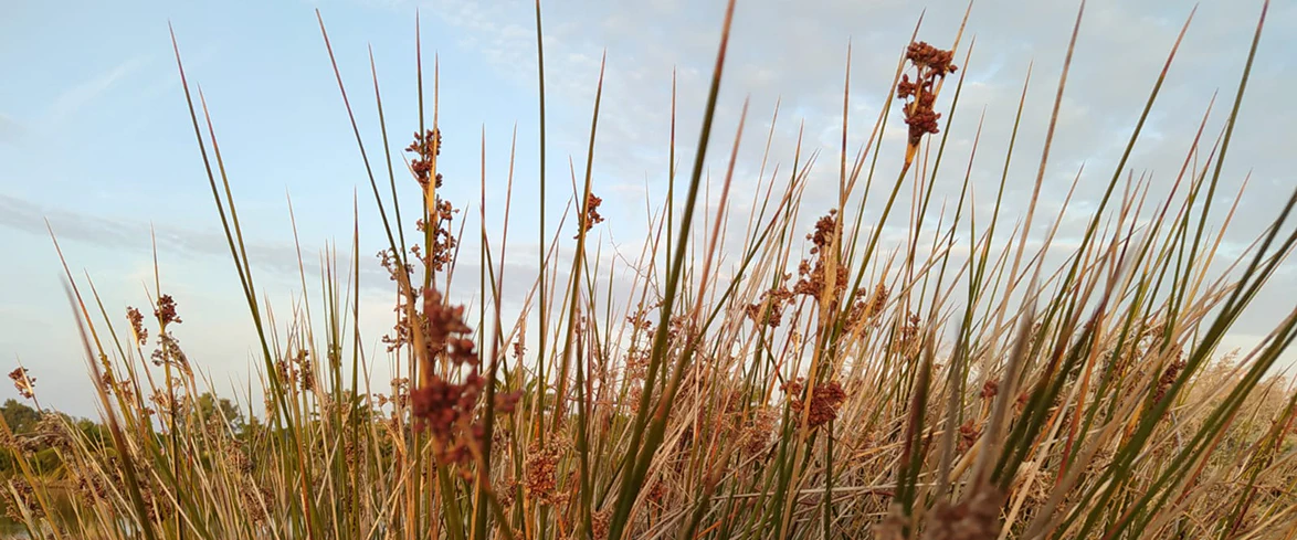 Distesa di giunchi spontanei con infiorescenze marroni in primo piano, fotografati al tramonto in una zona umida costiera sotto un cielo sereno.