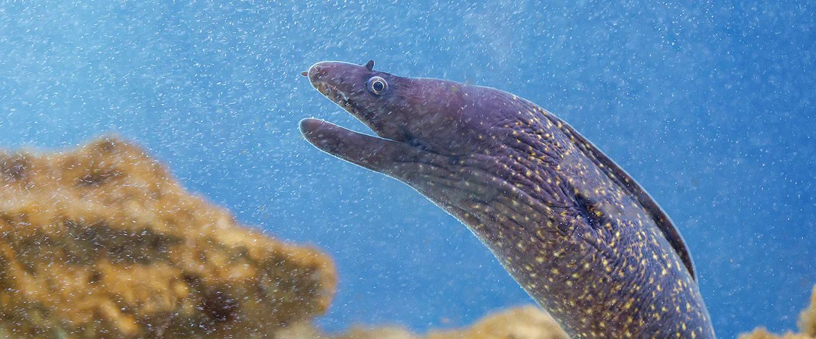 Murena marrone con macchie gialle nuota in un acquario marino, circondata da particelle sospese e fondale roccioso sullo sfondo.