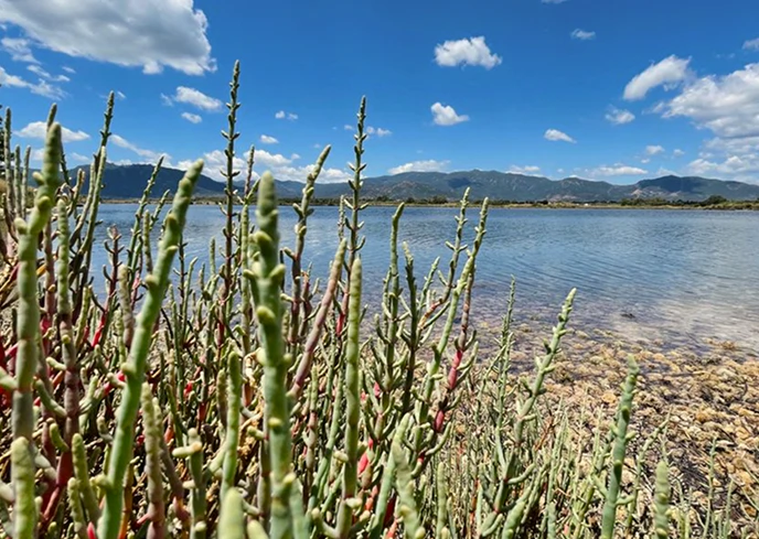 Primo piano di piante di salicornia su una riva pietrosa, con laguna salmastra e montagne sullo sfondo sotto un cielo azzurro punteggiato di nuvole.