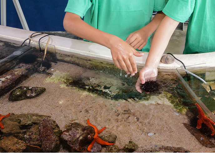 Bambini interagiscono con fauna marina toccando un riccio di mare in una vasca tattile educativa, circondati da stelle marine e rocce.