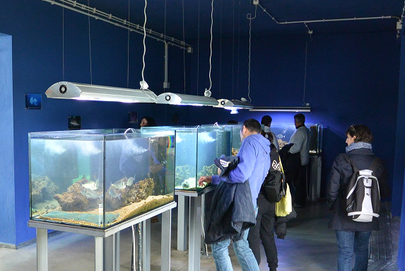 Visitatori osservano diverse vasche con pesci e habitat marini in un acquario didattico a pareti blu, illuminate da luci sospese.