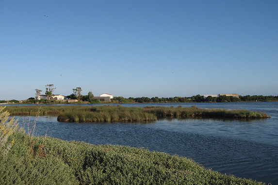 Panorama di una laguna costiera con isolotti ricoperti di vegetazione alofita e edifici in lontananza sotto un cielo sereno, habitat ideale per la biodiversità umida.