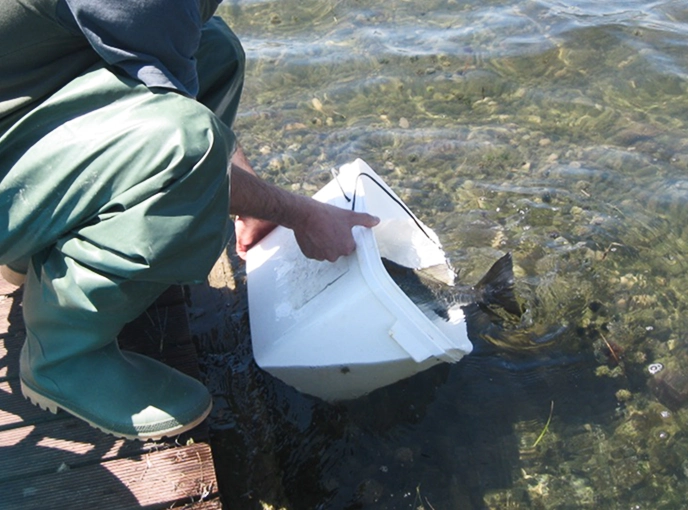 Operatore ambientale in stivali di gomma rilascia giovani pesci in uno specchio d'acqua dolce utilizzando un contenitore bianco in polistirolo, durante un'attività di ripopolamento ittico.