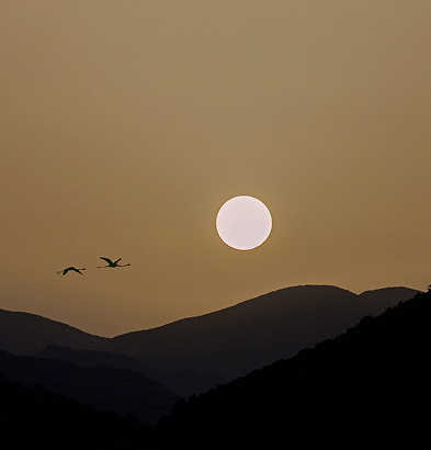 2_IL PARCO_sunset_flamingos