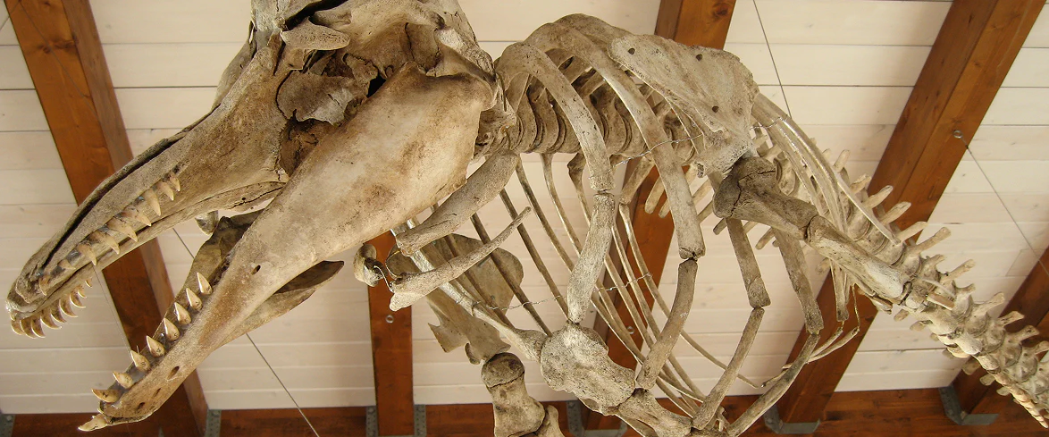 Scheletro completo di cetaceo marino esposto in un museo scientifico, con particolare sui crani affiancati e sulla gabbia toracica, sospeso sotto un soffitto con travi in legno.
