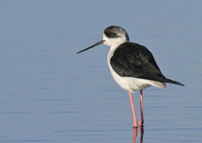 Cavaliere d’Italia (Himantopus himantopus) in piedi nell’acqua poco profonda, con lunghe zampe rosa e piumaggio bianco e nero riflesso sulla superficie calma dello stagno.