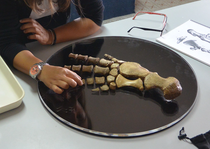 Ricostruzione di un arto fossile di cetaceo marino su supporto nero circolare, con mano femminile che sistema le ossa durante un'attività didattica di paleontologia.