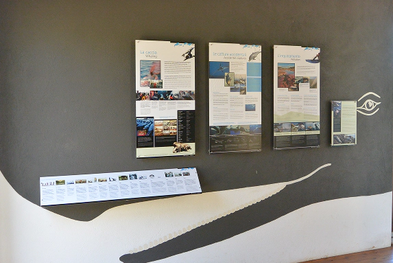 Parete espositiva con pannelli informativi sulla fauna marina e cetacei, allestita in un centro di educazione ambientale, decorata con un'illustrazione stilizzata di una balena.