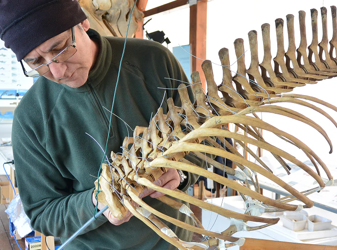 Ricercatore al lavoro sullo scheletro di un cetaceo, mentre fissa manualmente le costole con fili metallici in un laboratorio scientifico.