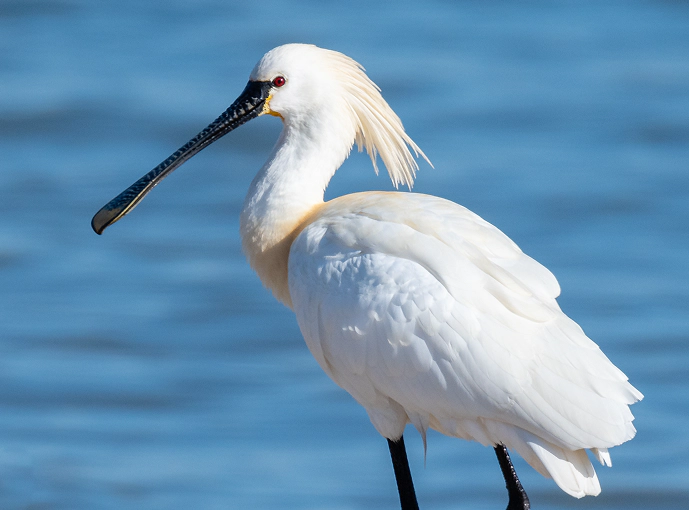 Spatola bianca (Platalea leucorodia) in primo piano con piumaggio candido e becco piatto nero, in sosta vicino a uno specchio d’acqua.