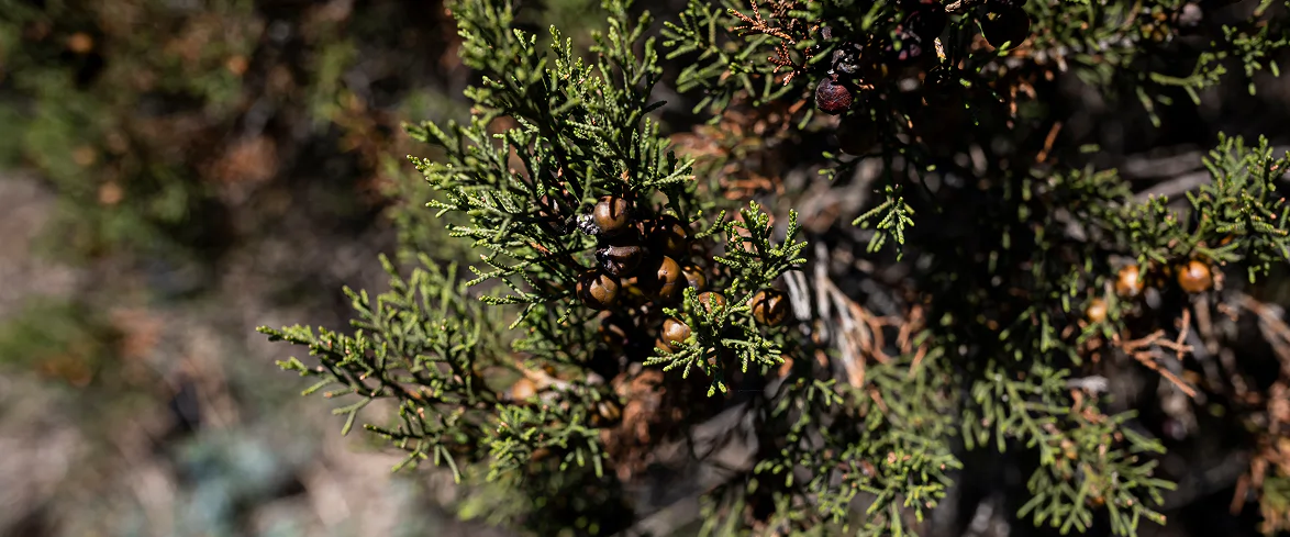 Ramo di ginepro con bacche marroni mature tra fitte foglie aghiformi, fotografato in ambiente mediterraneo.