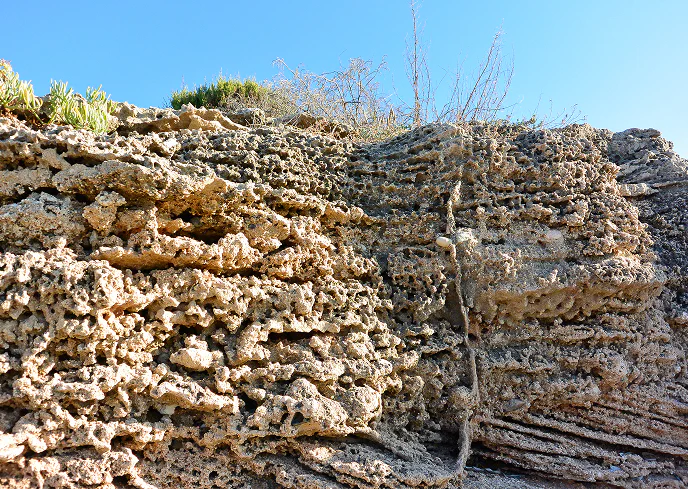 Stratificazione rocciosa in un affioramento costiero, con dettagli di materiali porosi e resti fossili marini, tipici della geologia di ambienti litoranei antichi.