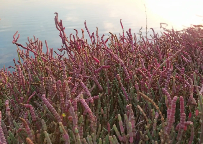 Distesa di salicornia dai toni verdi e rossastri in primo piano, cresciuta lungo una zona umida costiera al tramonto.